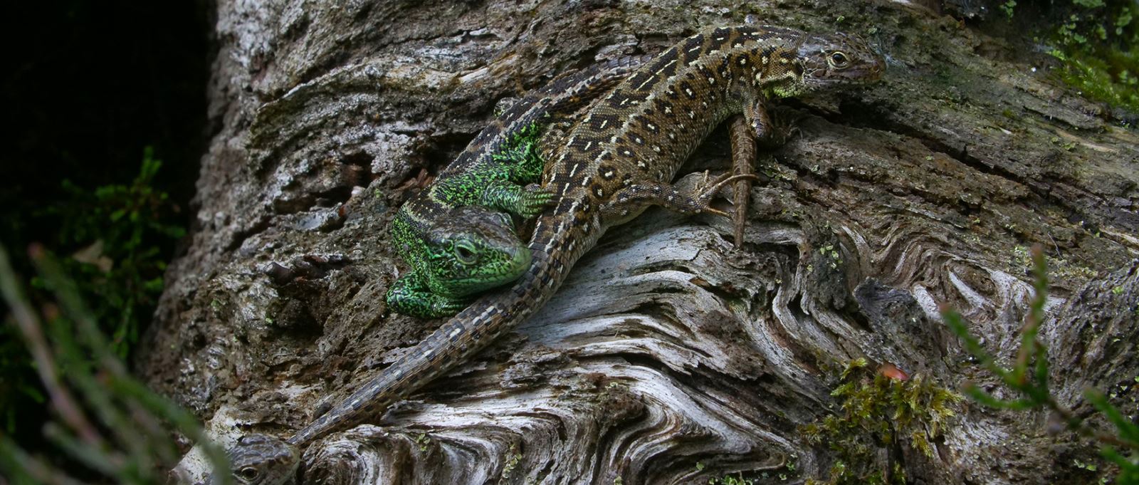 Sand lizards at New Forest Reptile Centre